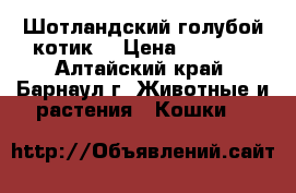 Шотландский голубой котик  › Цена ­ 2 000 - Алтайский край, Барнаул г. Животные и растения » Кошки   